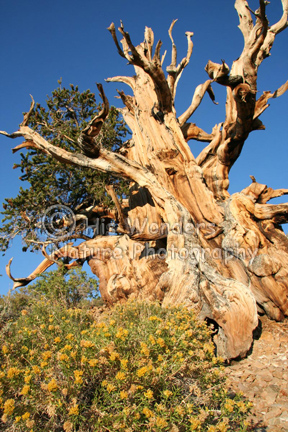 Bristlecone