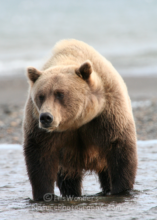 Coastal Brown Bear