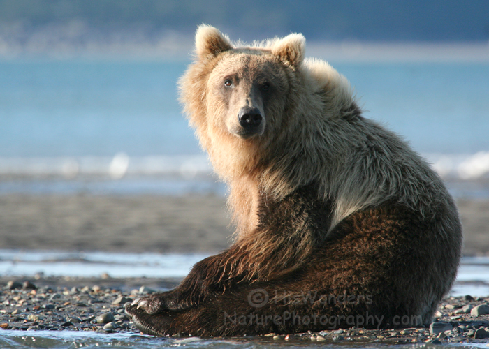 Coastal Brown Bear