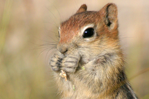 Mammal Gallery