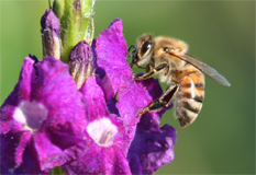 Honeybee